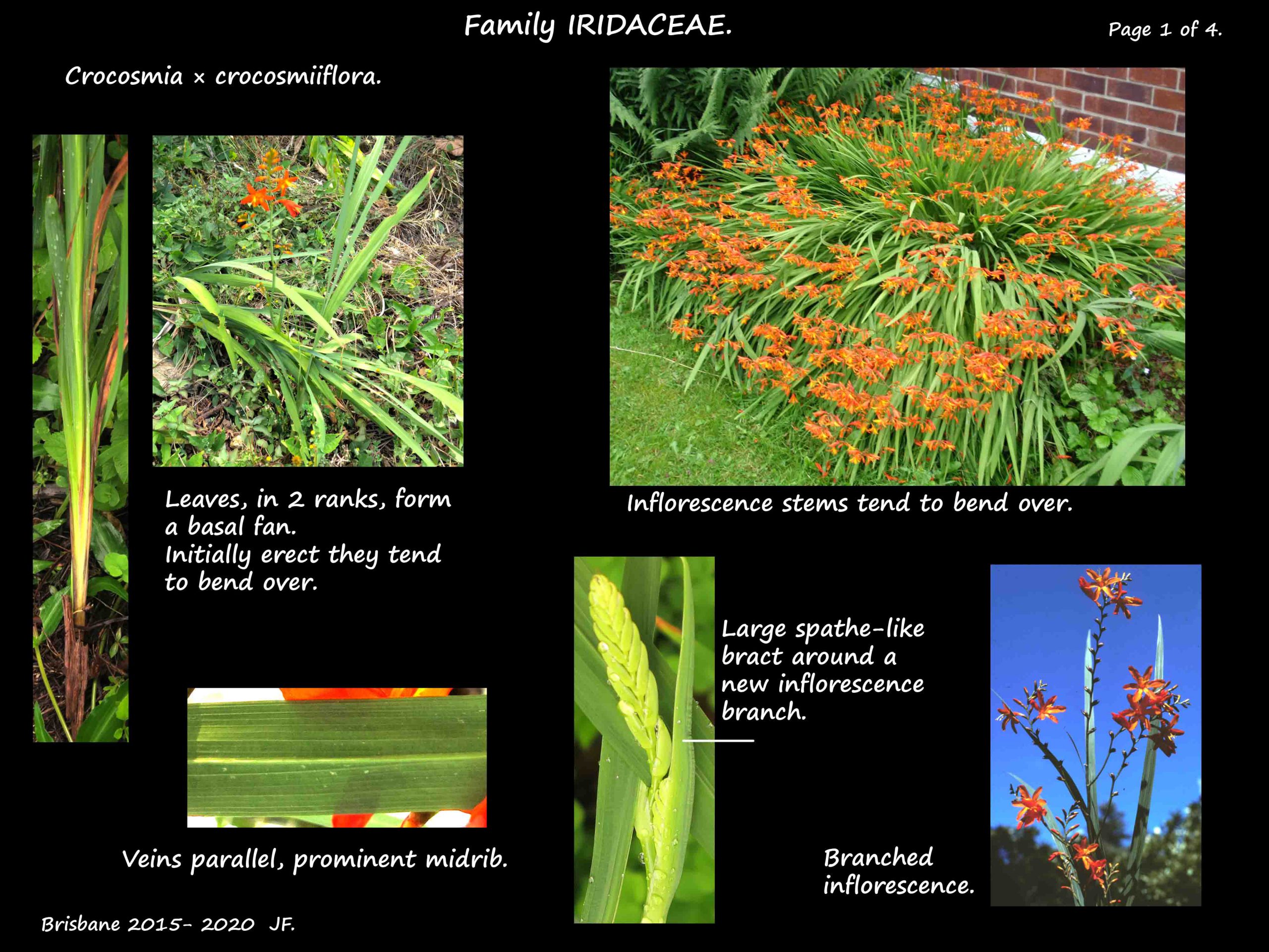 1 Crocosmia hybrid plants